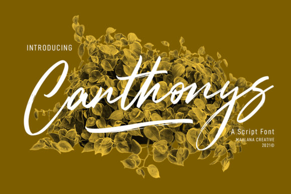 Canthonys Script Font for Elegant, Human-Centered Branding